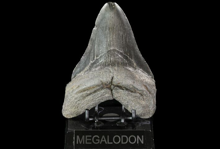 Large, Megalodon Tooth - Georgia #76475